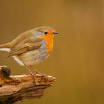 Rotkehlchen (Erithacus rubecula)