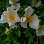 Rose Jersey Beauty