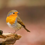 Rotkehlchen (Erithacus rubecula)