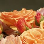 Rose Chaucer