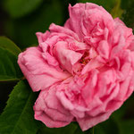 Rose Laneii