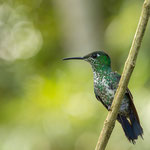 Grünstirn-Brillantkolibri (Heliodoxa jacula)