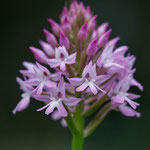 Pyramiden-Hundswurz - Anacamptis pyramidalis