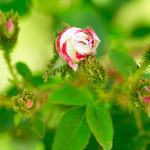 Rose Comtesse de Murinais