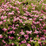 Rose Magnifica