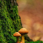 Pilzfotos - Roruper Holz