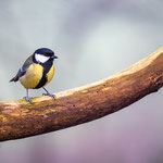 Kohlmeise (Parus major)