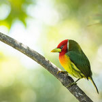 Andenbartvogel (Eubucco bourcierii)