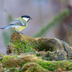 Kohlmeise (Parus major)