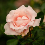 Rose Vogelpark Walsrode