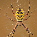 Wespenspinne (Argiope bruennichi) auch Zebraspinne, Tigerspinne oder Seidenbandspinne