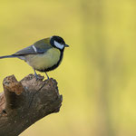 Kohlmeise (Parus major)