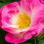 Rose Erfurt