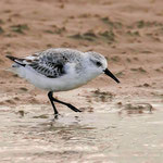 Sanderling (Calidris alba)