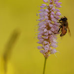 Schlangen-Wiesenknöterich - Persicaria bistorta