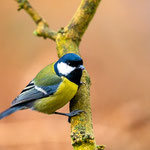 Kohlmeise (Parus major)