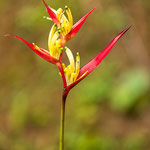 Helikonien (Heliconia), Hummerscheren oder Falsche Paradiesvogelblumen