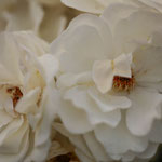 Rose Katharina Zeimet