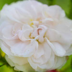 Rose Comtesse de Murinais