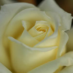 Rose Polarstern