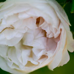 Rose Comtesse de Murinais
