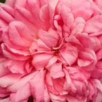 Rose Salet