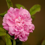 Rose Thérèse Bugnet