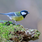 Kohlmeise (Parus major)