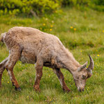 Alpensteinbock (Capra ibex) 