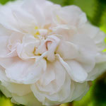 Rose Comtesse de Murinais