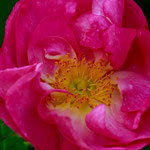 Rose St Nicholas