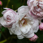 Rose Champneys Pink Cluster