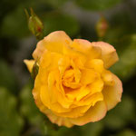 Rose Sahara