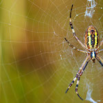 Wespenspinne (Argiope bruennichi) auch Zebraspinne, Tigerspinne oder Seidenbandspinne