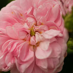 Rose Agathe Incarnata