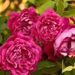 Rose Malton