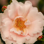 Rose Vogelpark Walsrode