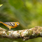 Baltimoretrupial (Icterus galbula)