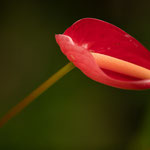 Flamingoblumen (Anthurium)