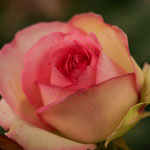Rose Mirato
