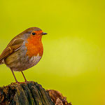 Rotkehlchen (Erithacus rubecula)