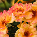 Rose Laura Ford