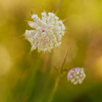 Große Sterndolde - Astrantia major