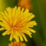 Gewöhnliches Ferkelkraut - Hypochaeris radicata