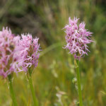 Italienisches Knabenkraut (Orchis italica)