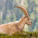 Alpensteinbock (Capra ibex) 