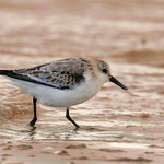 Sanderling (Calidris alba)