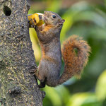 Bunthörnchen (Sciurus variegatoides)