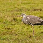Graureiher (Ardea cinerea)