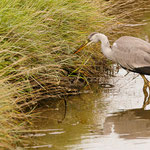 Graureiher (Ardea cinerea)